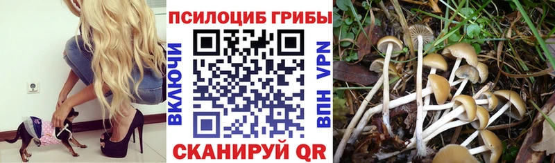 MEGA   Жуков  Галлюциногенные грибы мухоморы  что такое наркотик 